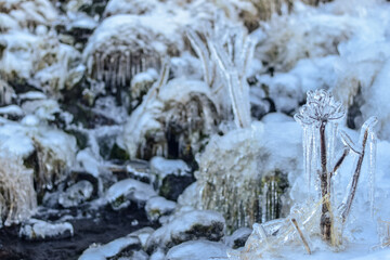 Frozen Plants and Flowers in Ice on Iceland in the Winter