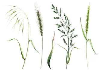 Foto op Aluminium Pampas plants. Set of isolated elements cereal ears, meadow plants, autumn herbs, spikelets, cereals, dry foliage. Hand drawn watercolor illustration clip-art on white background for cards, print. © Pavla aquarelle