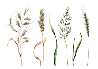 Set of isolated elements cereal ears, meadow plants, dry autumn herbs, spikelets, cereals, foliage. Nature pompas. Hand drawn watercolor illustration clip-art on white background for cards, print.