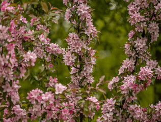 Obraz premium pink tree blossoms