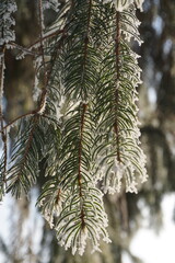 Äst der Fichte mit Raureif im Winter