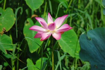 Lotus flower on the lake, in the sunny morning.