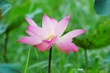 Obraz premium Lotus flower on the lake, in the sunny morning.