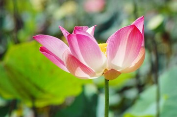 Lotus flower on the lake, in the sunny morning.