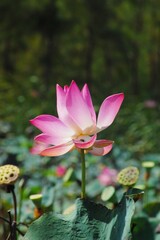 Lotus flower on the lake, in the sunny morning.