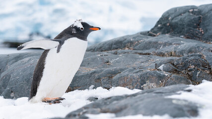 Gentoo penguin walking on black stones and ice