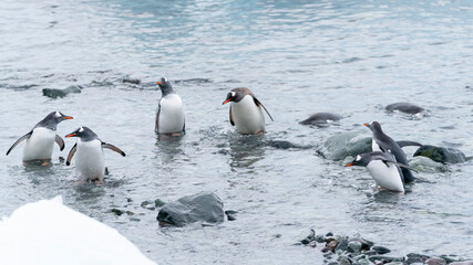 Group of penguins swimming near the coast of Antarctic Peninsula