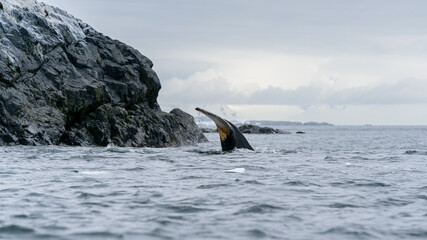 Obraz premium Antarctic Peninsula, Antarctica. Humpback whale diving.