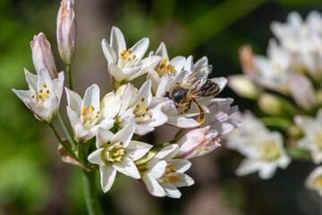 Slender false garlic (nothoscordum gracile) flowers in bloom