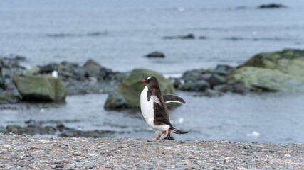 Gentoo penguins pygoscelis papua, petermann island, antarctica, polar regions