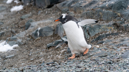Gentoo penguin walking on black stones and ice