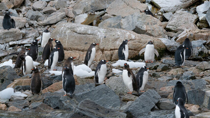 Gentoo penguins stand on rocks in Antarctic Peninsula