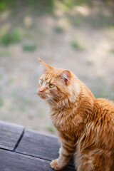 Large red male Maine Coon cat with large expressive eyes on the terrace and in the doorway