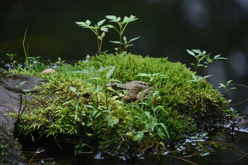Frog Nestled in Wetlands Moss Above the Water