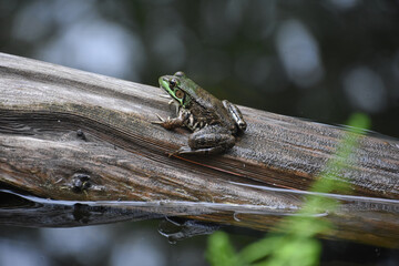Frog Perched on a Log with His Reflection in the Water