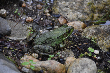 Large Green Bullfrog Surrounded by Rocks in a Swampy Area