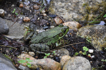 Large Green Frog Between Rocks on a Pond