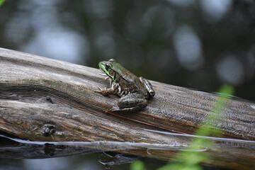 Fantastic Capture of a Frog on a Log