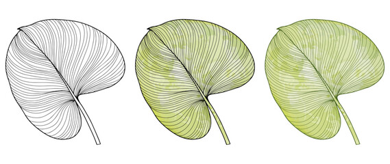 Black outline of a large tropical leaf on a white background. Colored green tropical leaf. Botanical object for designs, patterns, coloring books, covers, wallpapers.