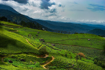 Fototapeta premium Tea Plantation in Munnar, Kerala, India. Munnar is one of the most popular tourist destinations in India.