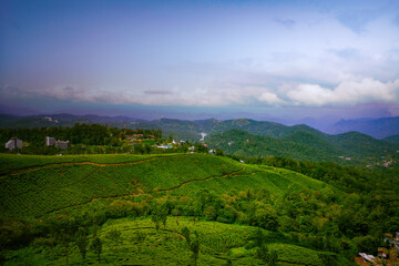 Fototapeta na wymiar Tea Plantation in Munnar, Kerala, India. Munnar is one of the most popular tourist destinations in India.