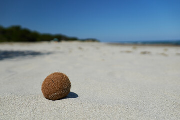 Seeball, Meerball am Strand, Pillae marinaeam, Golfo die Orosei, Sardinien, Italien