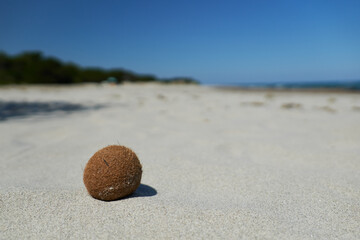 Seeball, Meerball-Pillae marinaeam, Golfo die Orosei, Sardinien, Italien