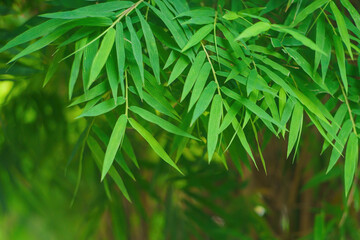 The green bamboo leaves have space for text or backgrounds.