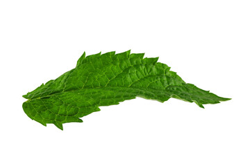 Fototapeta premium a leaf of fresh green mint with streaks, isolated
