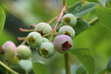 Fresh Organic Blueberries Growing on a Bush