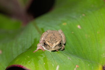 A beautiful painted reed frog, or marbled reed frog (Hyperolius marmoratus) on a leaf on a cold winter's evening