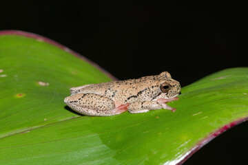 A beautiful painted reed frog, or marbled reed frog (Hyperolius marmoratus) on a leaf on a cold winter's evening