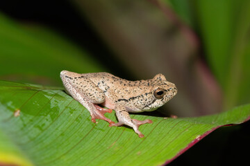 A beautiful painted reed frog, or marbled reed frog (Hyperolius marmoratus) on a leaf on a cold winter's evening