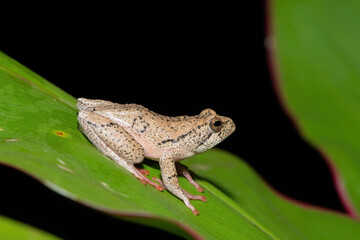A beautiful painted reed frog, or marbled reed frog (Hyperolius marmoratus) on a leaf on a cold winter's evening