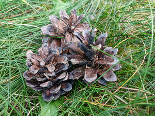 cones