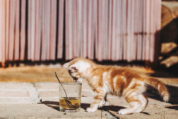Portrait d'un mignon chaton roux en train de jouer dehors