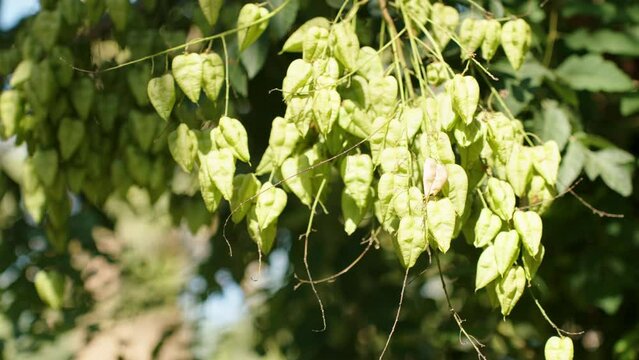 The fruit on the Koelreuteria paniculata tree is a three-lobed capsule, illuminated by the sun.