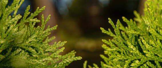 Natural background from branches of green arborvitae bushes. selective focus, bokeh.