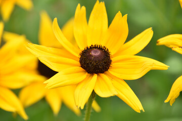 Close Up with a Garden of Black Eyed Susans