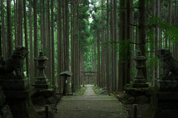 trees in the shrine