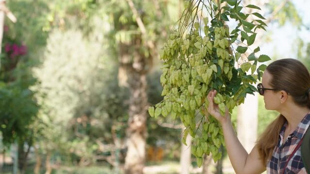 A young woman is examining a large cluster of green fruits on the Koelreuteria paniculata tree.