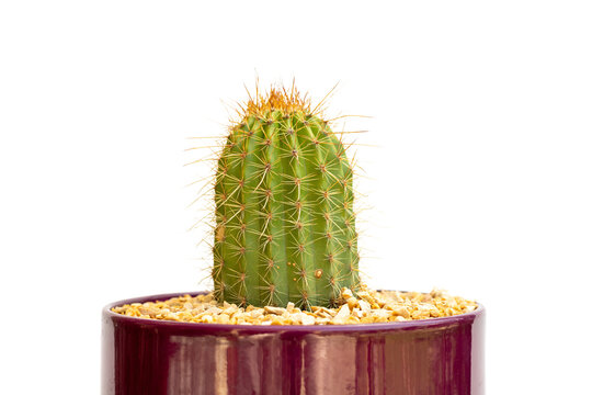 Echinopsis spachiana golden column cactus