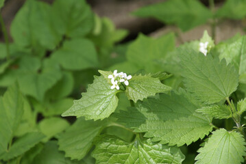 636941795 Knoblauchsrauke blühend Blüte Pflanze Alliaria petiolata