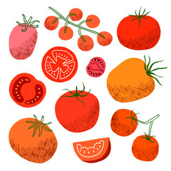 Tomato vector illustration. Hand drawn vegetables, slice isolated - 636942344