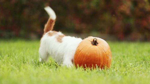 Funny playful pet dog puppy running and playing with a pumpkin in autumn. Halloween, fall or happy thanksgiving concept.