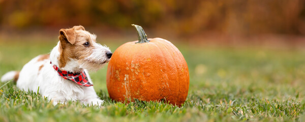 Jack russell terrier dog listening in the grass with a pumpkin in autumn. Halloween, happy thanksgiving day or fall banner, background.