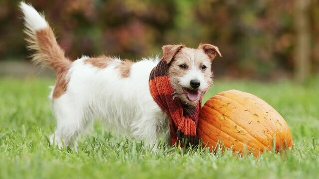 Happy funny smiling dog licking mouth and wagging tail after chewing a pumpkin in autumn. Halloween, thanksgiving day or fall background.
