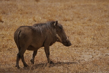 Common warthog on african savanna at Amboseli National Park in Kenya