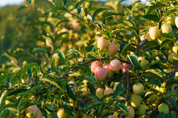 Chicken heart fruit in August in Northeast China
