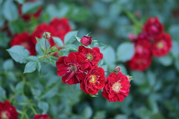 Beautiful red roses with yellow middle, ground cover rose. Red roses horizontal image with space for text.